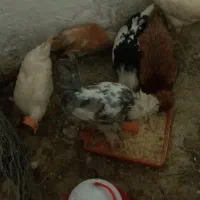 جوجه مرغ وخروس سلطان