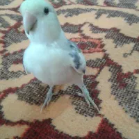 طوطی