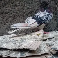 کفتر پرشی به شرط