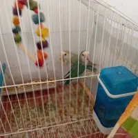 طوطی بالغ