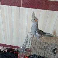 یک عدد عروس هلندی ماده دستی