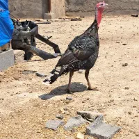 بوقلمون