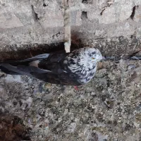 تعدادی کفتر
