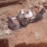 کفتر