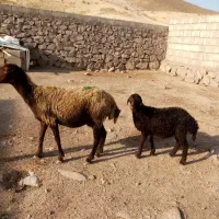 میش با بره