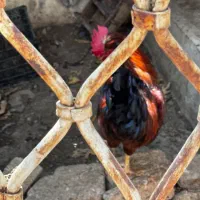 خروس جوان و خروس نوجوان