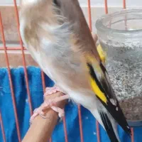 شاه شهره