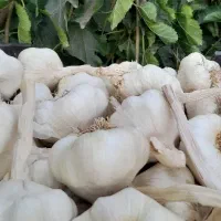 سیر|خوردنی و آشامیدنی|بشاریات, |دیوار