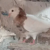 کبوتر رنگی