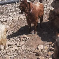 بعده افغانی
