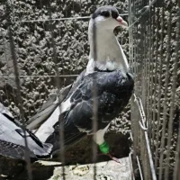 کفتر ساده مگس و سنگی