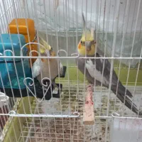 فروش عروس هلندی جفت مولد به شرط تخم