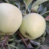 حراج محصول باغ