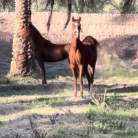 کره مادیون پرخون مدرک دار