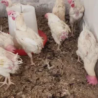 مرغ و خروس محلی
