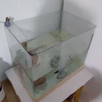 اکواریوم معاوظه با طوطی