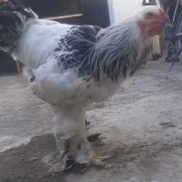 برهما لایت
