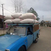 کاه گندم دیمی گاو گوسفند  درب منزل هر دامداری