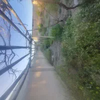 داربست انگور