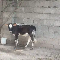 ورزا کوله چالوسی