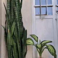 گل سانسوریا و دیفن باخیا