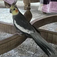 عروس هلندی