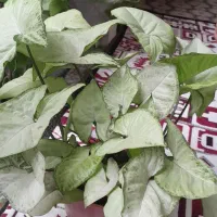گلهای زیبای خانگی