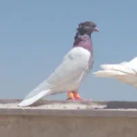 کفتر وجوجه خروس کفترکله دمسفید طوقی هفرنگ ۳تا