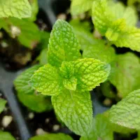 نشا انواع نعنا