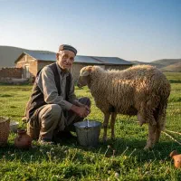 شیر گوسفندی