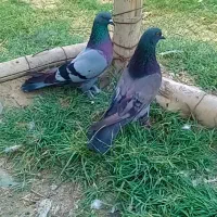 جفت کبوتر کاشان گرفتنی غریب