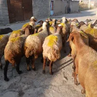 ۲۷گوسفند جوان ابستن سنگین