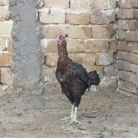 مرغ لاری