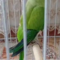 طوطی|پرنده|رشت, آتشگاه|دیوار