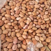 لوبیا چیتی محلی