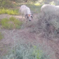 مسیره حمیدیه