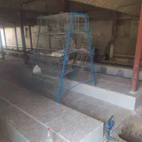 فروش قفس تخمگذار