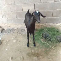 فروش یک بز نزار