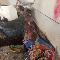 فروش جوجه بوقلمون