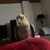 دو عدد عروس هلندی نر