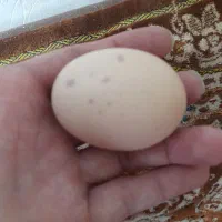 تخم مرغ لاری اصل