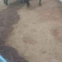 گوسفند‌ماده‌شیشک
