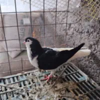 چپ سیاه واکس ماده