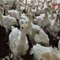 بوقلمون بیوتی