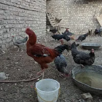 جوجه شربایی