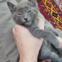 اسکاتیش شورت هیر