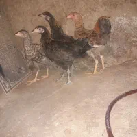 نیمچه مرغ