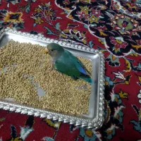 کوتوله برزیلی