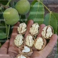 گردو درجه یک کاقزی خشک