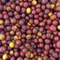 عناب حاجی آباد تازه ترد مرتب بار روزانه دارم کلی